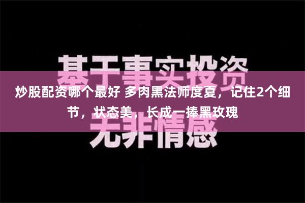 炒股配资哪个最好 多肉黑法师度夏，记住2个细节，状态美，长成一捧黑玫瑰